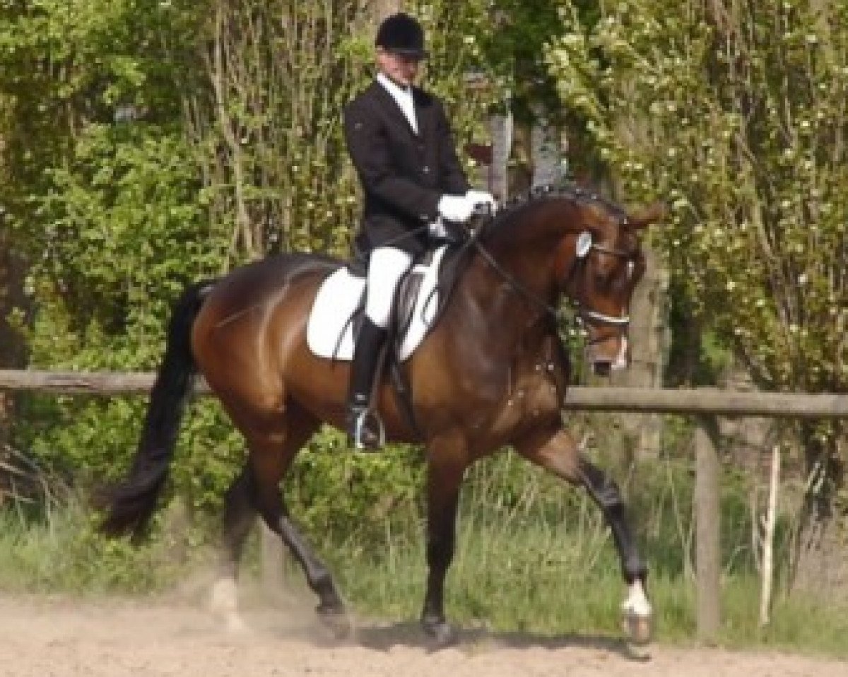 Zuchtstute Dorah (Hannoveraner, 2004, von Don Vino)