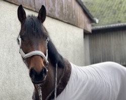 dressage horse Cloud Control (Hanoverian, 2016, from Clinton's Heart)