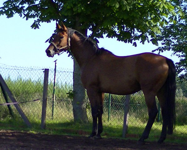 horse Vanity 28 (Hanoverian, 2011, from Van Helsing)