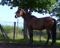 horse Vanity 28 (Hanoverian, 2011, from Van Helsing)
