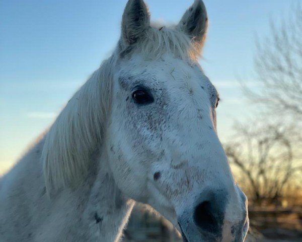 Pferd Fusager's Casillas (Dänisches Warmblut, 2003, von Casir Ask)