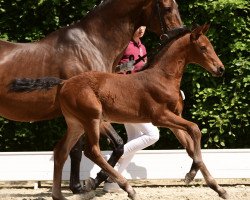 horse Hengst von Charaktervoll / Acorado (Holsteiner, 2021, from Charaktervoll Hv)