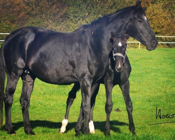 Zuchtstute Dream in black 9 (Hannoveraner, 2008, von Dancier)