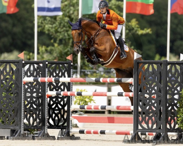 jumper Cadillac Z (Zangersheide riding horse, 2015, from Carrera VDL)