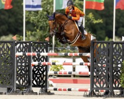 jumper Cadillac Z (Zangersheide riding horse, 2015, from Carrera VDL)