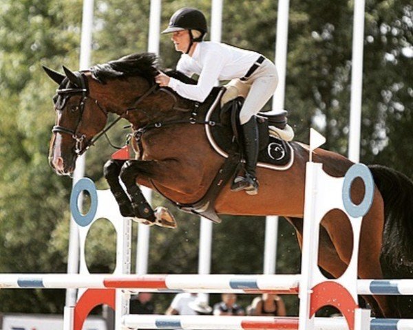horse Lawentica TB (Swedish Warmblood, 2012, from Cosmeo)