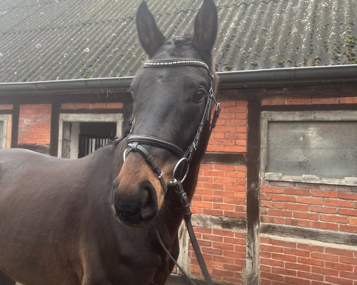 horse Fantastico S (Hanoverian, 2021, from Franziskus FRH)