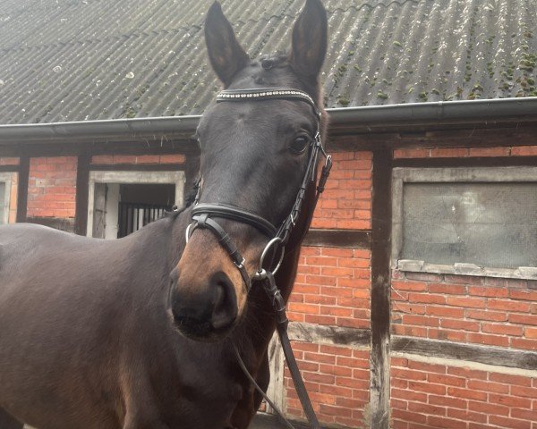 horse Fantastico S (Hanoverian, 2021, from Franziskus FRH)