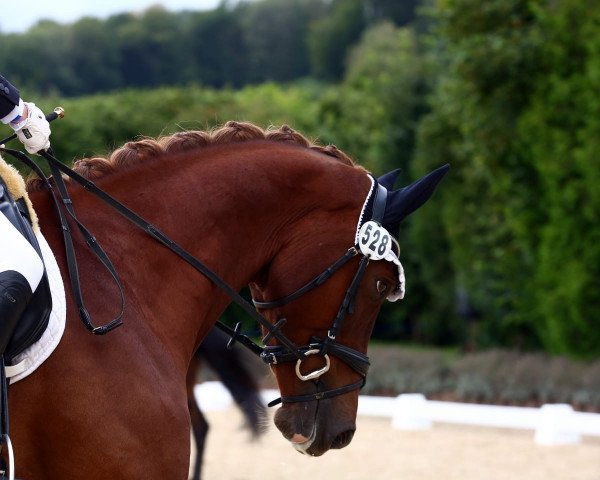horse Amazing Music (Westphalian, 2018, from All Music)