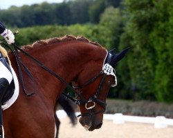 horse Amazing Music (Westphalian, 2018, from All Music)