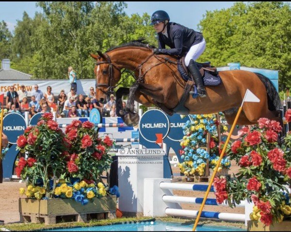jumper Gabylanda VDM (KWPN (Royal Dutch Sporthorse), 2011, from VDL Sheraton)