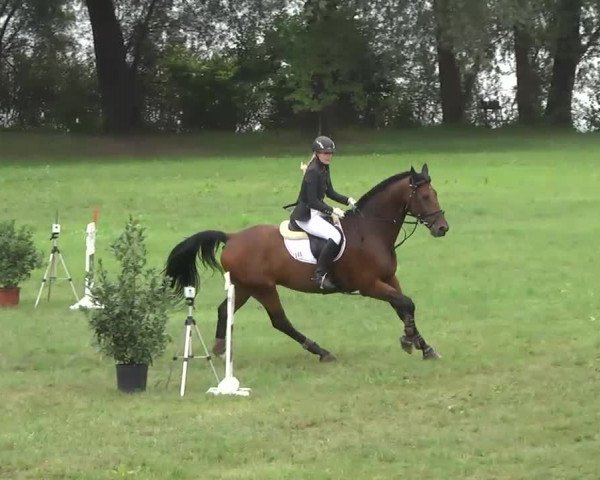 Radolfzell 2013 - Reit- und Springturnier des RC Bodenseereiter