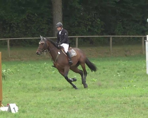 Radolfzell 2013 - Reit- und Springturnier des RC Bodenseereiter