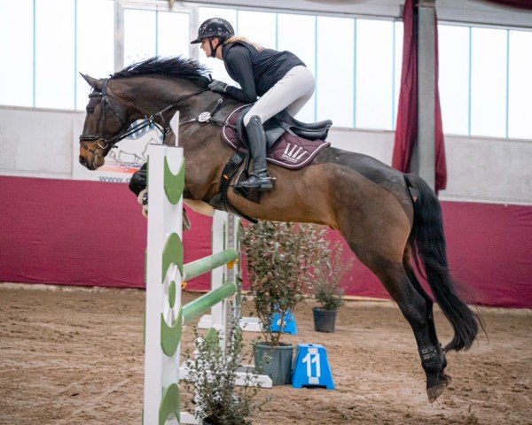 Springpferd Filius (Deutsches Sportpferd, 2017, von Birkhof's Fair Game OLD)