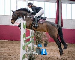 jumper Filius (German Sport Horse, 2017, from Birkhof's Fair Game OLD)