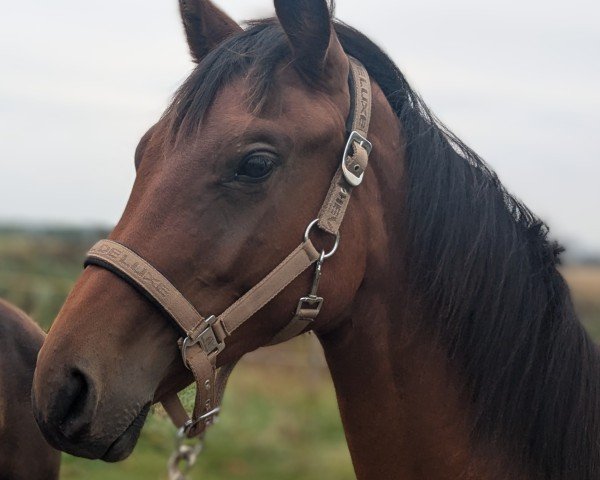 horse Escorial LH (Hanoverian, 2023, from Escanto PS OLD)