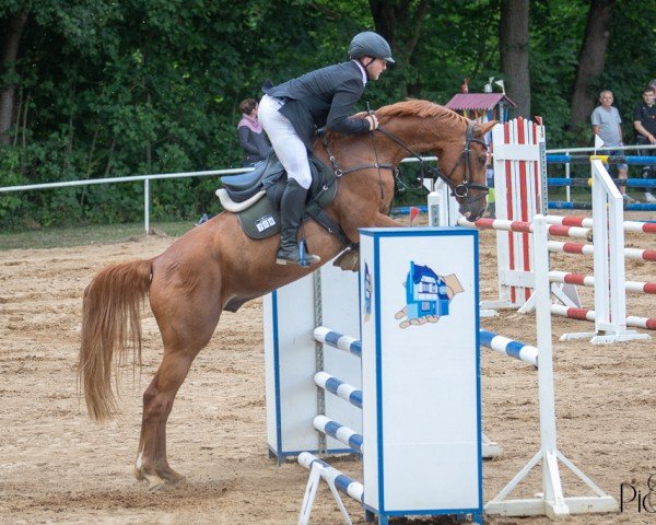 jumper Captain Chestnut (Oldenburg show jumper, 2016, from Carinue) jumper Captain Chestnut (Oldenburg show jumper, 2016, from Carinue)