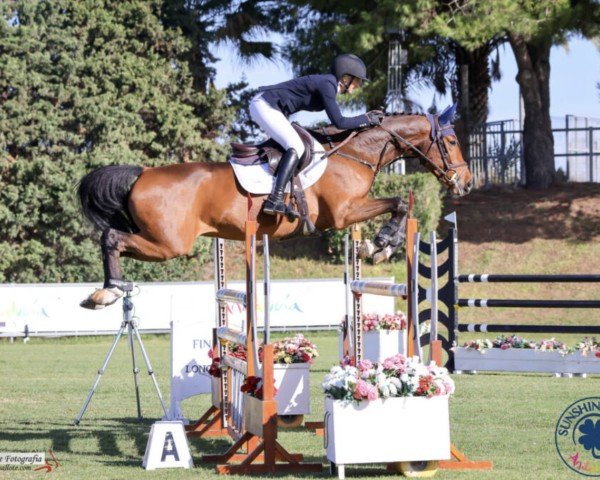 jumper Captain Kidd (Westphalian, 2017, from Cup Cooper)