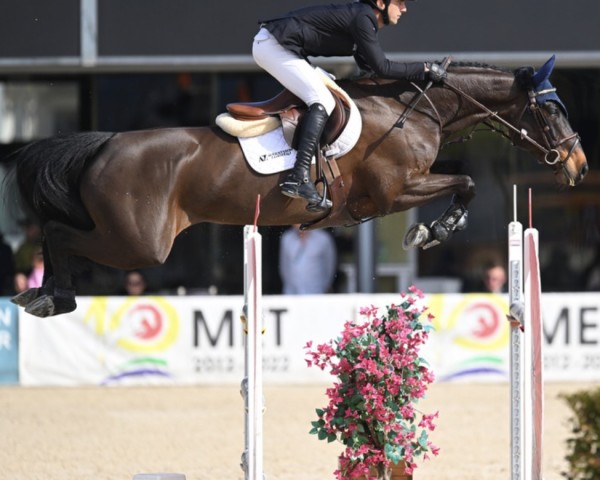 Springpferd Karaat N.c. (KWPN (Niederländisches Warmblut), 2015, von Diamant de Semilly)