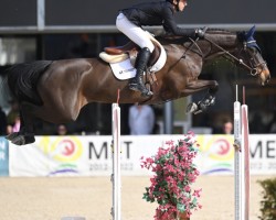 jumper Karaat N.c. (KWPN (Royal Dutch Sporthorse), 2015, from Diamant de Semilly)