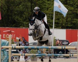 Zuchtstute Kamille (KWPN (Niederländisches Warmblut), 2015, von Comme il Faut)