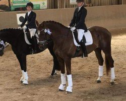 dressage horse Phoenix Son of Fire (Württemberger, 2009, from Florencio I)