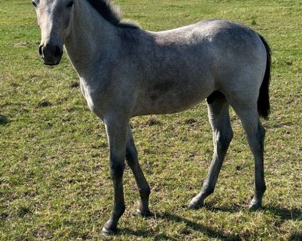 horse Atalanto Z (Zangersheide riding horse, 2024, from Agalord)