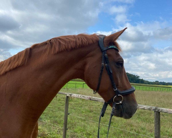 horse Quindus (Holsteiner, 2014, from Quidam de Revel) horse Quindus (Holsteiner, 2014, from Quidam de Revel)