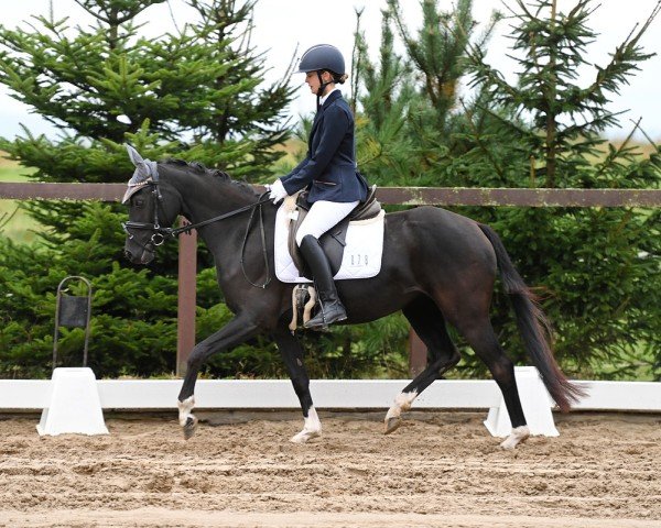 horse Kimberly 172 (German Riding Pony, 2021, from Dj 42)