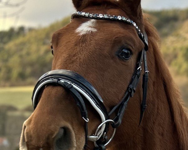 horse Rocket Man R (German Sport Horse, 2021, from Ramazotti de Grande)