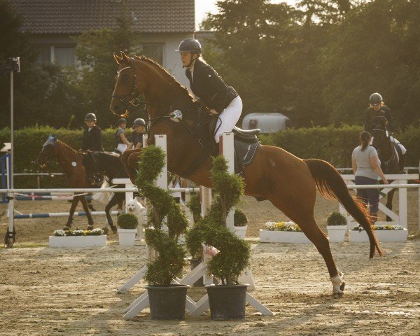 Springpferd Rocky Mountain Michael (Hessisches Warmblut, 2010)