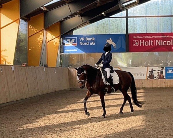 dressage horse Stine (Danish Warmblood, 2008, from Sting) dressage horse Stine (Danish Warmblood, 2008, from Sting)
