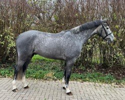 Springpferd Caprio - O (Mecklenburger, 2020, von Catching Fire 14)