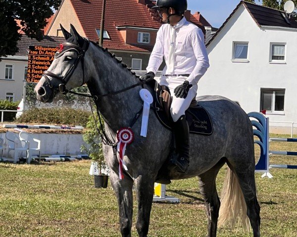 Springpferd Laura's Last - O (Deutsches Reitpferd, 2017, von Cristallo I)