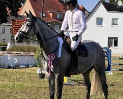 Springpferd Laura's Last - O (Deutsches Reitpferd, 2017, von Cristallo I)
