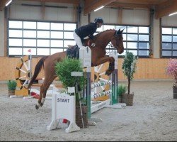 jumper I am What I am 4 (Oldenburg show jumper, 2019, from I'm Special de Muze)