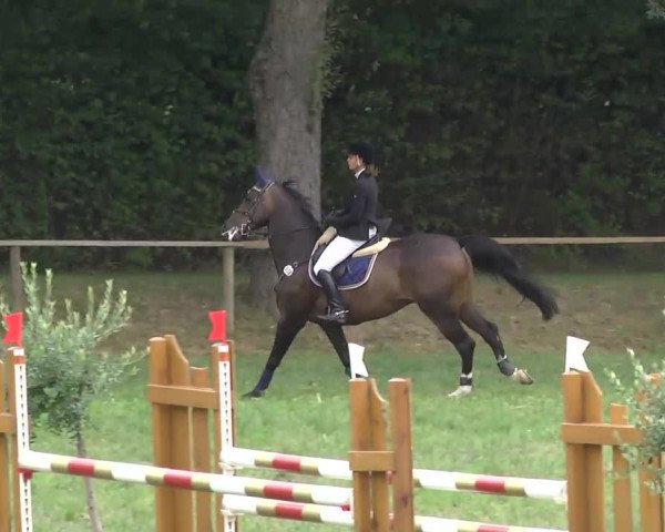Radolfzell 2013 - Reit- und Springturnier des RC Bodenseereiter
