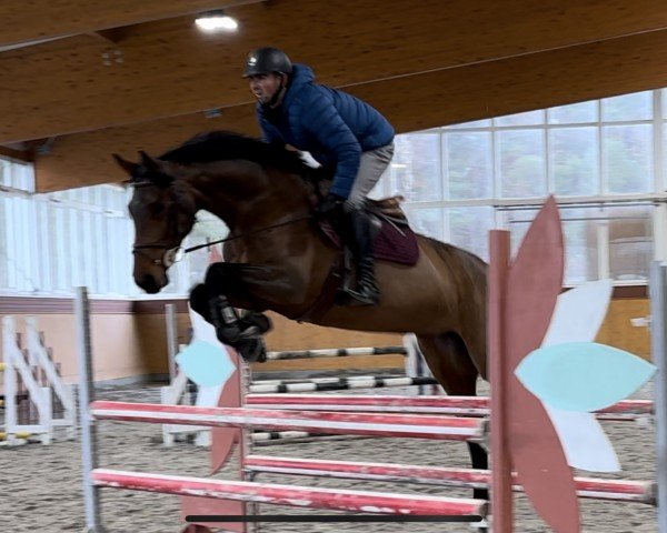 jumper Cit-Cat - O (German Sport Horse, 2018, from Catover)