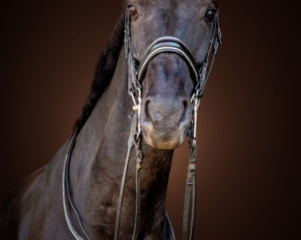 broodmare Zauberflöte Ts (Oldenburg, 2013, from Zonik) broodmare Zauberflöte Ts (Oldenburg, 2013, from Zonik)