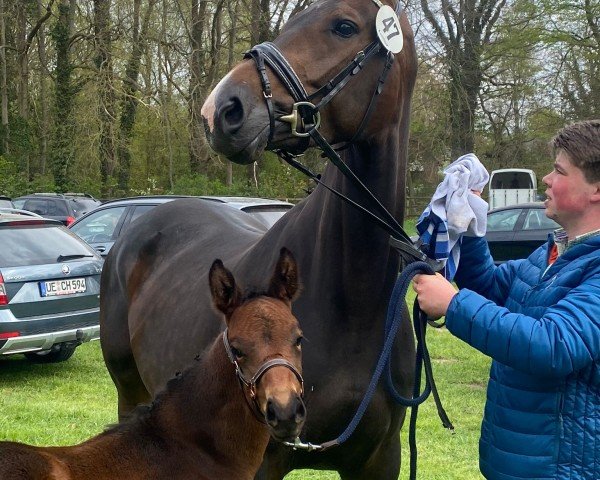 broodmare Bastienne Ts (Hanoverian, 2017, from Borsalino)