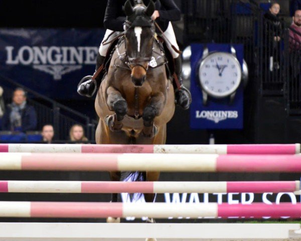jumper Bachmat (Great Poland (wielkopolska), 2010, from Cancoon)