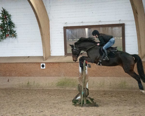 broodmare Dialektra (Hanoverian, 2016, from Diacontinus)