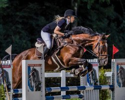 Dressurpferd Maestro des Baumes (Schweizer Warmblut, 2005, von Wandango)