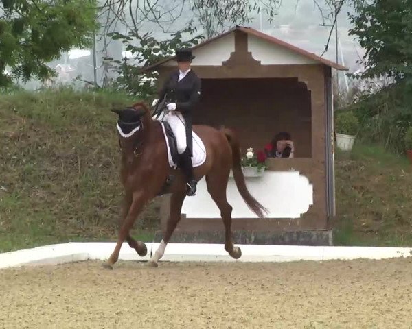 Radolfzell 2013 - Reit- und Springturnier des RC Bodenseereiter