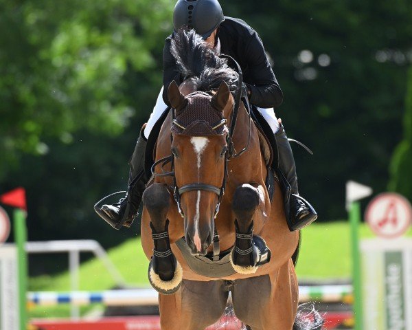 jumper Air Breaker vd Leuba (Holsteiner, 2017, from Action-Breaker)