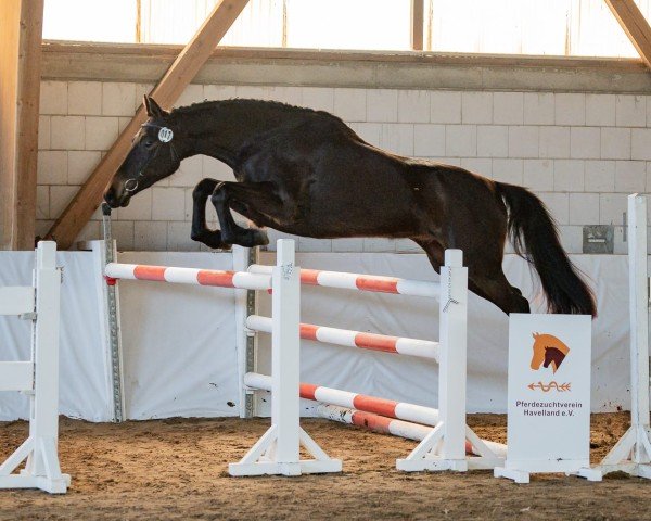 Pferd Calina LA (Deutsches Sportpferd, 2021, von Cadeau Noir)