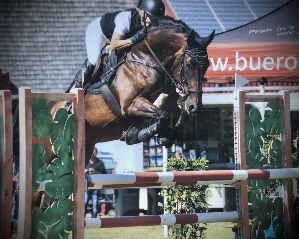 Zuchtstute Charlotte Flink (Holsteiner, 2013, von Centurion)