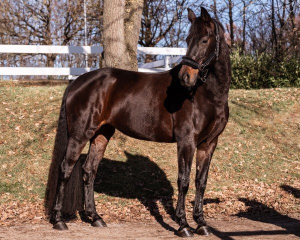 dressage horse Fräulein Frisbee (Hanoverian, 2015, from Fürstbischof)