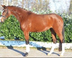 jumper Be my Ballerina 2 (Hanoverian, 2020)