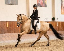 Pferd Deluxe Baron (KWPN (Niederländisches Warmblut), 2018, von Don Deluxe)